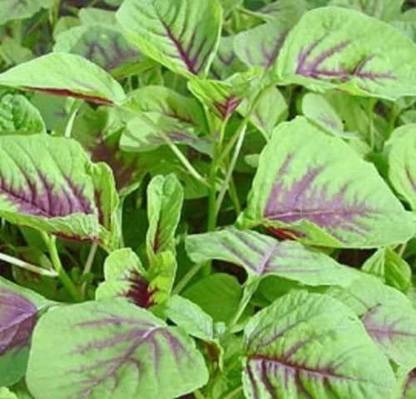 CYBEXIS TLX-92 - Red Amaranth Chinese Spinach - (250 Seeds) Seed