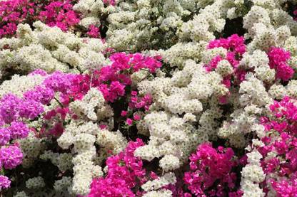 NooElec Seeds India All Seasons Bougainvillea Spectabilis Climbing Flower Seed