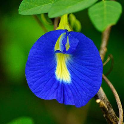 SeeGeen aparajita plant seeds, aparajita phool, aparaiita seeds, aparajita seeds all colors Seed