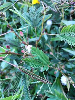 TRICONE Chui Mui Seed