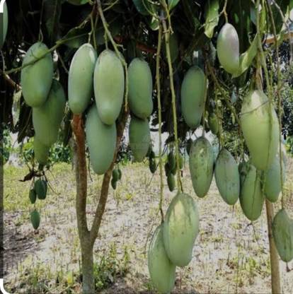 ALPHONSO MANGO TREE ALPHONSO MANGO SEED Seed