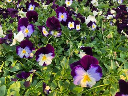 OGIVA Pansy Johnny-Jump-Up Flower Seed