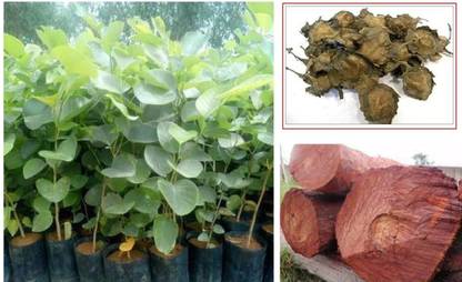 wequality Lal chandan tree seed/rakta sandalwood tree/red sandalwood tree seeds Seed