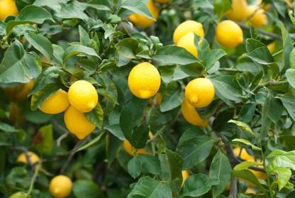 Aywal Malta orange/Kinnow/Kinnu Fruit Seed