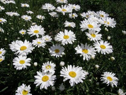 VibeX ® XXL-269 Ornamental Chamomile (Oxeye Daisy) Seed