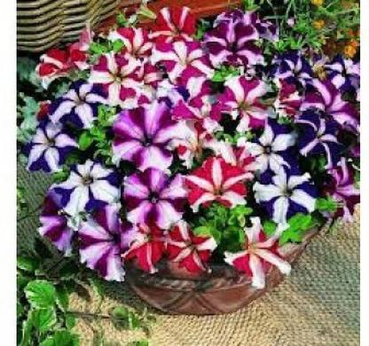 XOLDA Hybrid Petunia Ultra Star Seed