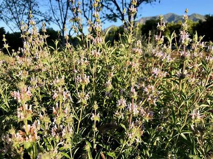 VibeX LX-98 - Black Sage - (150 Seeds) Seed