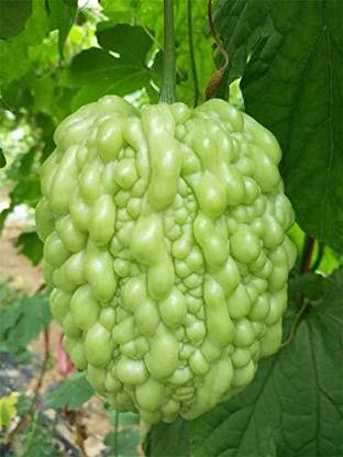 VibeX GBPUT-95 - Bitter gourd round green chinese variety - (100 Seeds) Seed