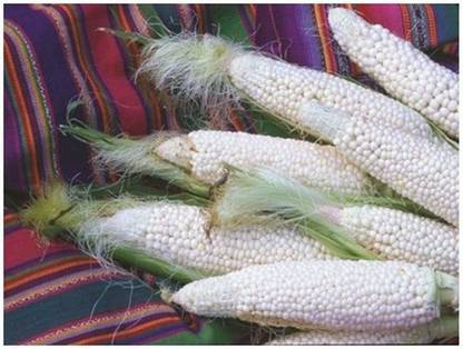 VibeX ® VLR-597 Country Gentleman Shoepeg Corn Seed