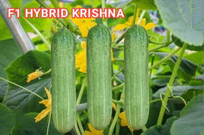 HYBRID 10G Krishna cucumber seeds (Desi types) Highest yield variety 30-35 day fruiting Seed