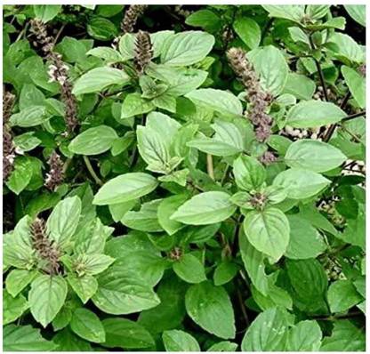 SEEDSART NXC - Gorgeous Tulsi Seeds " Tulsi " Organic 100 Seeds , I679 Seed