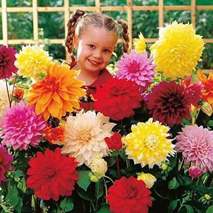 CYBEXIS XL-97 - Double Dahlia Mix - Annual Flowers for Planting - GMO Free - (180 Seeds) Seed