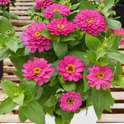 CYBEXIS Rare Pink Zinnia Flower Seeds Seed