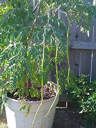 Qualtivate HYB-4A PKM1 Variety Moringa Oleifera Seeds Seed