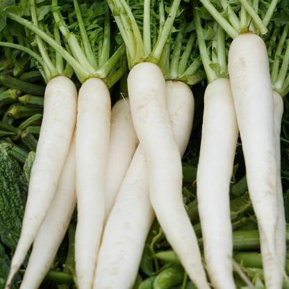Mozette Radish Vegetable Seed