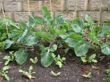 VibeX ® LXI-337 Chinese Broccoli Seeds,Kai Lan,Gai Lan Seed