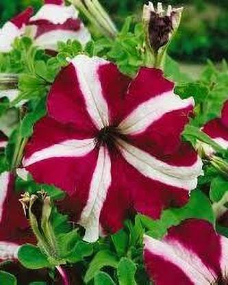 Mozette Exotic petunia ultra star Seed