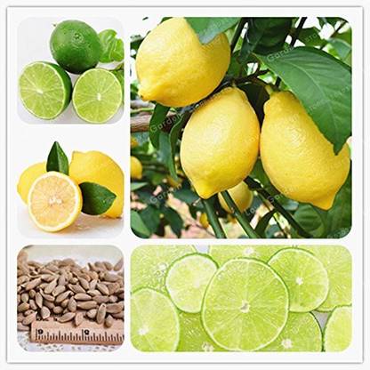 CRGO LEMON , NIMBU Seed