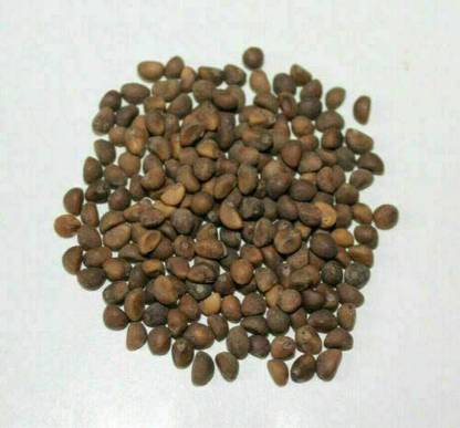 CYBEXIS XLL-86 - Brown Wạtér Spinạch - (750 Seeds) Seed
