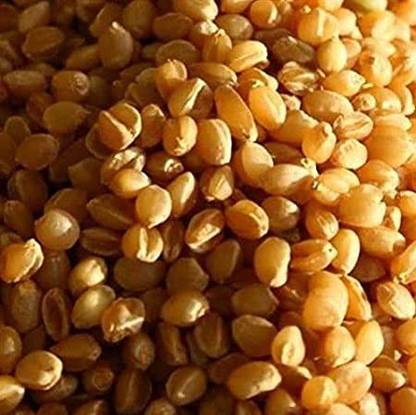 Josan Brothers Sona Moti Wheat Seed