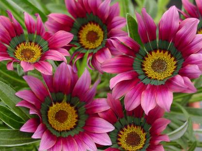 INTRA Gazania Trailing Green Leaf Purple Seed