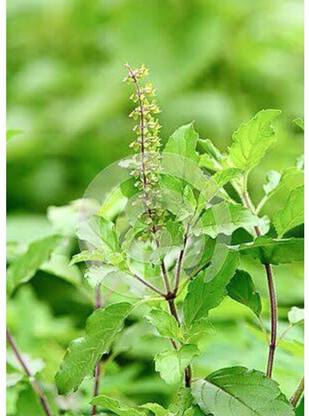 SEEDSART NXC - Gorgeous Tulsi Seeds " Black Tulsi " Organic 100 Seeds , C99 Seed