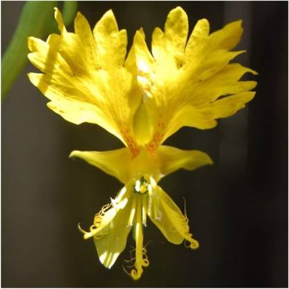 Biosnyg XCO-68 Canary Creeper Nasturtium (Tropaeolum peregrinum)-[200 Seeds] Seed
