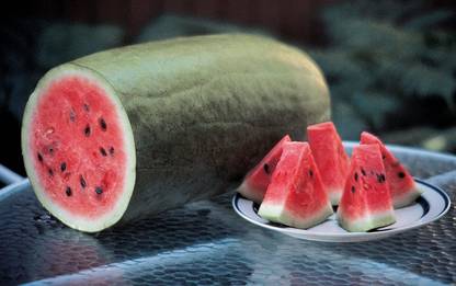 VibeX XLR-23 - Charleston Gray Watermelon - (150 Seeds) Seed