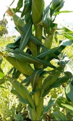 HYBRID 250g, Hybrid Pioneer sigment corn seeds maize seeds highest yield Verity Seed