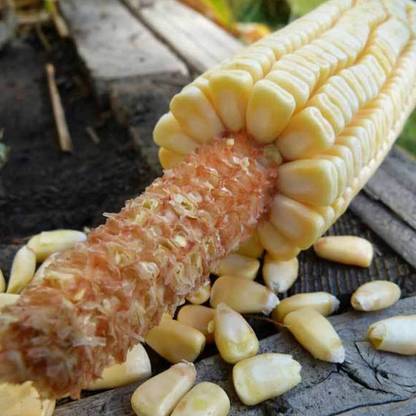 WILLVINE NBIR-442 Pencil Cob Corn Seeds Seed