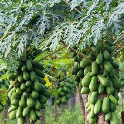 PMA papaya seed, papa seed, papata Seed