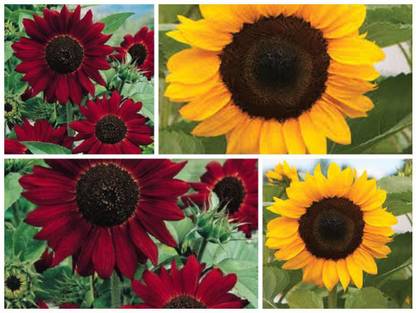 Advance Red Sun flower, yellow sunflower seeds for home gardening, pack of 2 Seed