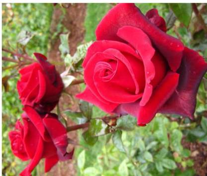 greenfarm NBX- Rose Flower Seeds/Gulab Seeds, Best Quality, 80 X Seeds, ASA49 Seed