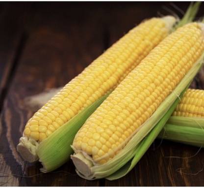 CEZIUS Indian Sweet Corn (Makka) (मक्का के बीज) Seed