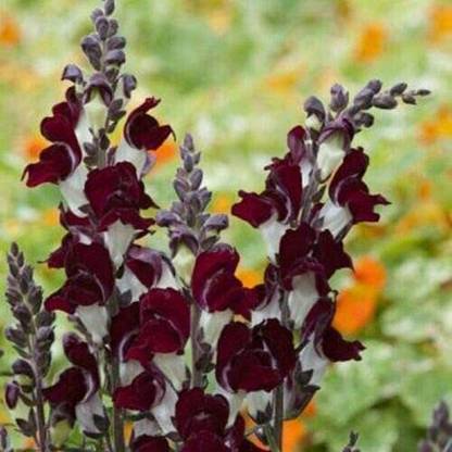 DROXTY ® GBPT-1414-Antirrhinum - Night and Day Seed