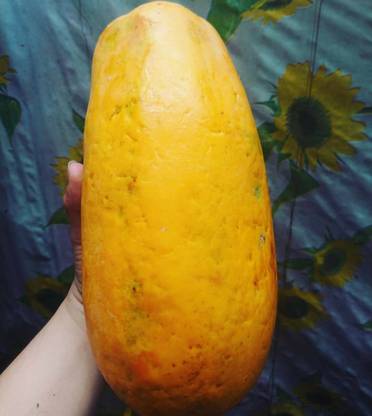 Farmonix Florida Red Royale Papaya Seeds Seed