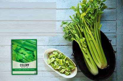 CYBEXIS XL-80 - Celery Utah Tall - (250 Seeds) Seed