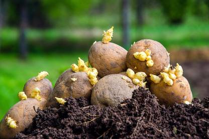 wequality Hybrid potato seeds for plant Seed