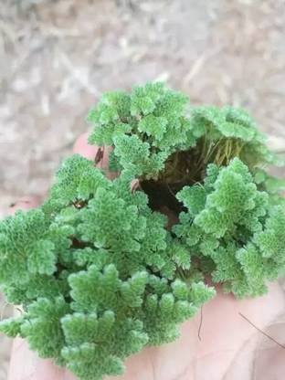 wequality Organic green azolla/ajolla seeds for plant Seed
