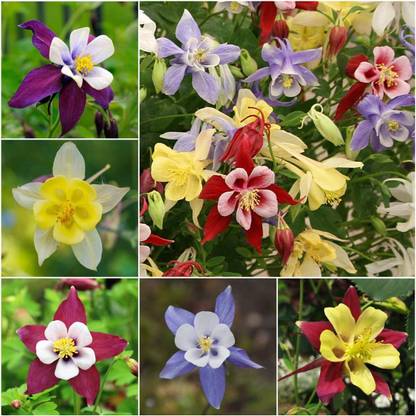 WILLVINE ™ Giant Star Columbine Mix (Aquilegia caerulea)-100 SEEDS Seed