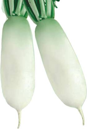 WILLVINE LX-509 Radish Seeds -Korean Alpine Gold Hybrid Seed
