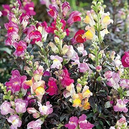 DROXTY ™ ICRA-857-Seed ANTIRRHINUM Twilight Mix Seed Seed