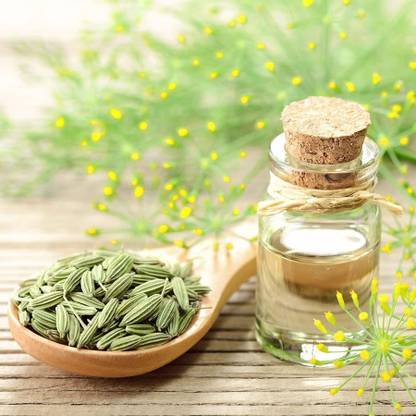 VibeX ® XLR-87 Common Fennel (Foeniculum vulgare) Seed