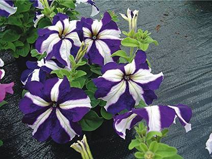 Lorvox Shock Wave Deep Purple Wave Petunia Seed