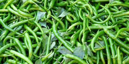 Hybrid Galaxy Arka Meghna Chilli Seeds( 170 Seeds ) Seed