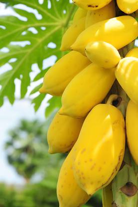 abiswas Red Lady Papaya Seed