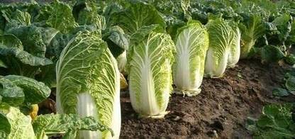 Aywal High Germination Chinese Cabbage Seed