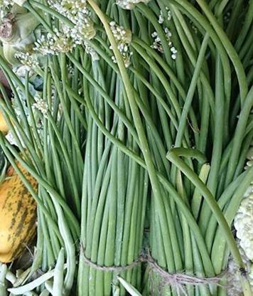 Aywal Vegetable Singra Seed
