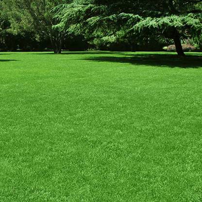 SeeGreen Maxican Grass|High-Quality Lawn Grass Seed - Perfect,long & Thick| -10037 Seed