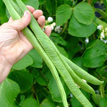 PMA Runner Beans Seed, RB - 1300, Organic Gardening Seed, Seem, Hybird Seed